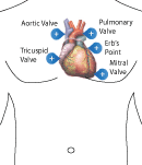 Areas for stethoscope ausctulation