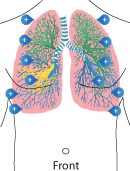 Areas for stethoscope ausctulation